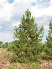 Ponderosa Pine